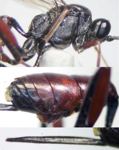 Réf. 235 718 : Hemigasterini inconnu