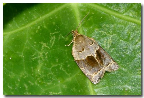 Clepsis dumicolana