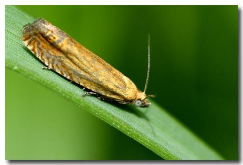 Lathronympha strigana