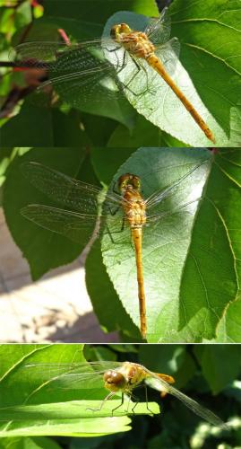 Sympetrum striolatum