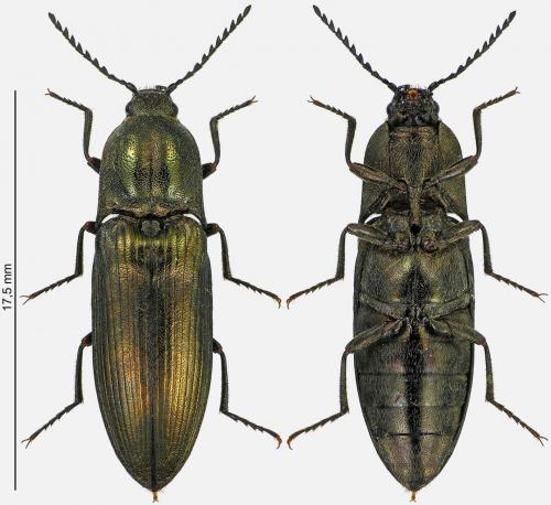 Ctenicera pectinicornis