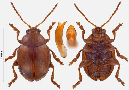 Réf. 235 772 : Sphaeroderma testaceum