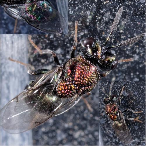 Perilampus sp.