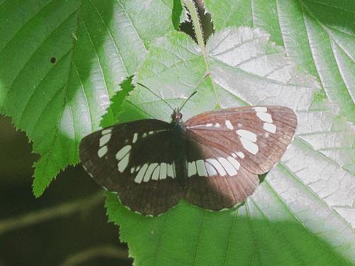 Réf. 235 737 : Neptis rivularis