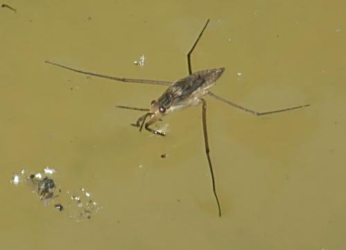Gerris sp.