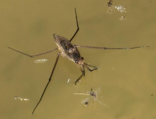 Gerris sp.