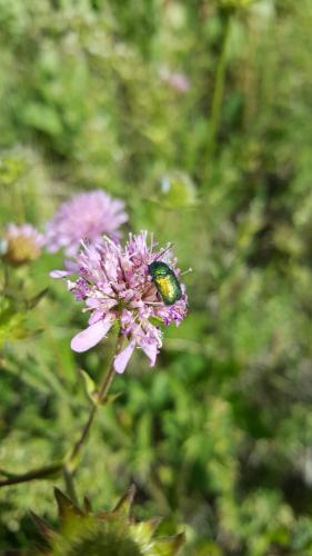 Cryptocephalus sp.