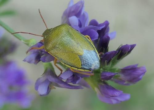 Réf. 235 626 : Piezodorus lituratus