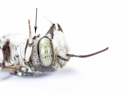 Réf. 235 669 : Coelioxys argentea