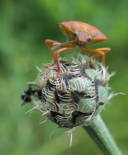 Carpocoris purpureipennis