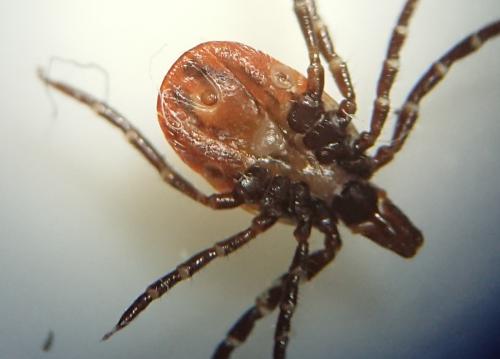 Réf. 235 024 : Ixodes ricinus