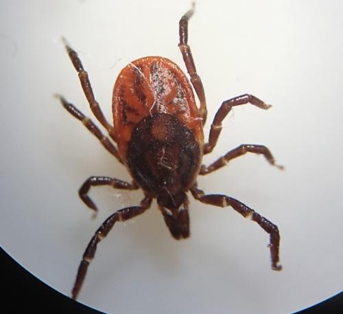 Ixodes ricinus