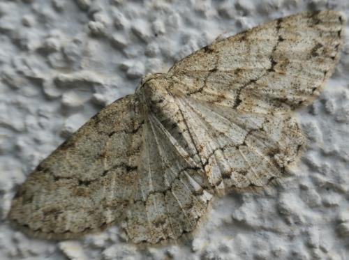 Ectropis crepuscularia