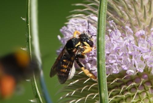 Trachusa integra