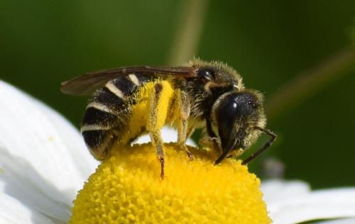 Réf. 235 047 : Halictus sp.