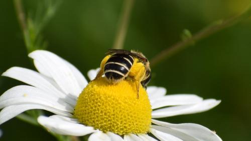 Halictus sp.