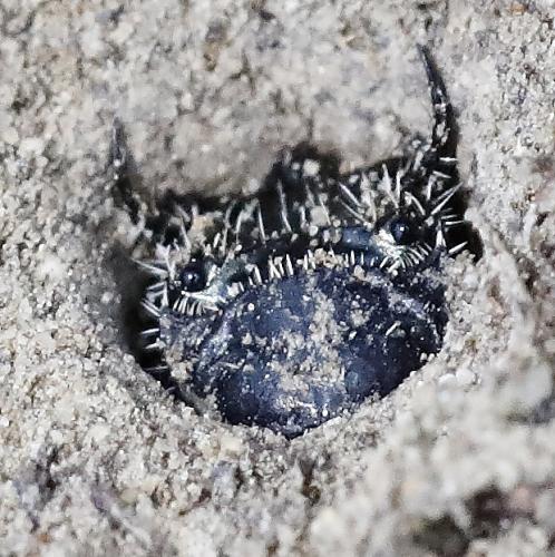 Cicindela campestris