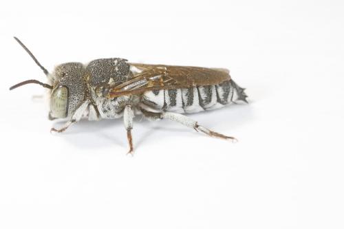 Coelioxys argentea