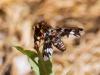 235044 – Photo : Danièle Tixier-Inrep – France (30)