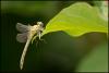 235424 – Photo : Alexandre GIUSTI – France (73)