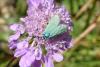 235110 – Photo : Nicolas Alric – France (04)