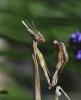 235258 – Photo : Bernard Ginesy – France (13)