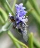 235817 – Photo : Bernard Ginesy – France (13)