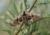235590 – Photo : alain Roujas – France (31)