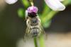 235533 – Photo : Philippe Scolan – France (50)