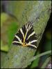 235131 – Photo : Josselyne Bayle – France (33)