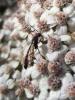 235678 – Photo : francine VAPPEREAU – France (78)