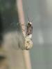 235990 – Photo : The Ghost Nightjar – France (56)