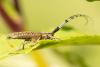 235385 – Photo : olivier-richardet.com – Suisse