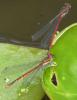 235468 – Photo : N. Vansieleghem – France (58)