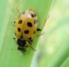235232 – Photo : ORCHALLAN – France (44)