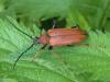 Stictoleptura rubra