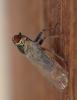 235314 – Photo : Catherine Reymonet-Smitten – France (19)