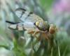 235200 – Photo : Catherine Reymonet-Smitten – France (19)
