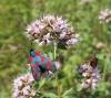 235013 – Photo : Franck Buron – France (01)