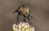 235807 – Photo : Roland Seitre – France (20)