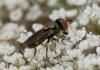 235840 – Photo : Roland Seitre – France (20)