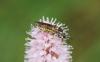 235384 – Photo : chrisoneye – France (11)