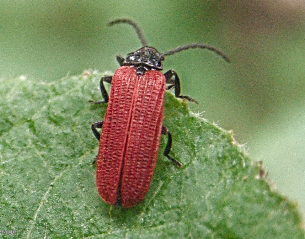 Franck Buron - Pyropterus nigroruber - réf. 235164 (972 x 762 pixels, 214 ko)