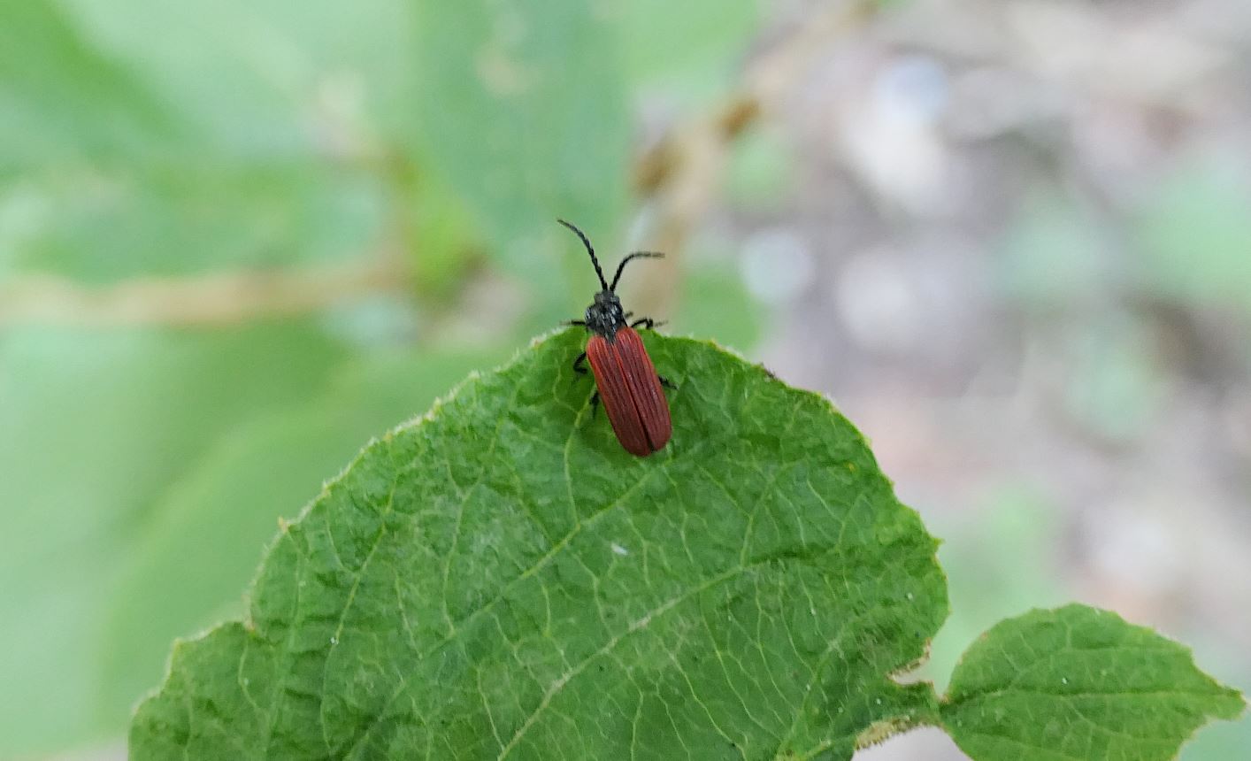 Franck Buron - Pyropterus nigroruber - réf. 235163 (1414 x 860 pixels, 106 ko)