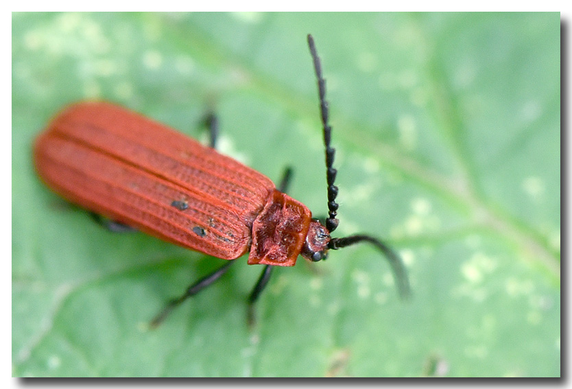 DUBOIS Yves - Lopheros rubens - réf. 235292 (834 x 567 pixels, 139 ko)