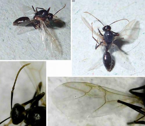 Formicinae