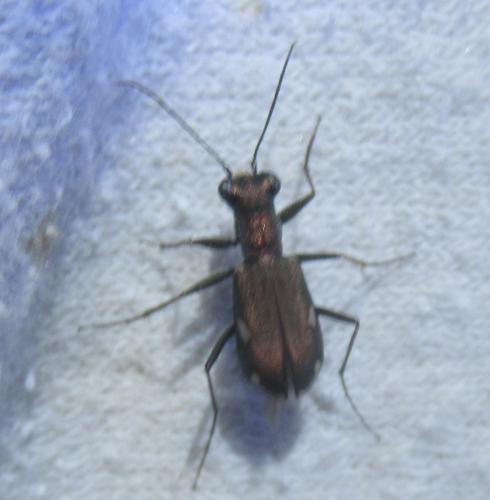 Réf. 236 416 : Cylindera germanica