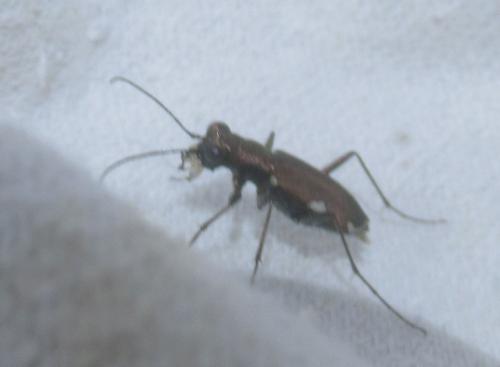 Cylindera germanica