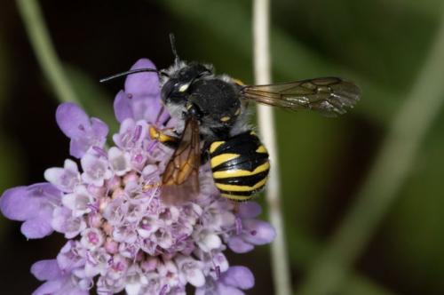 Réf. 236 271 : Trachusa interrupta