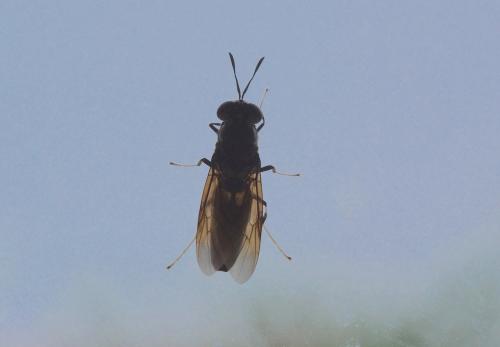 Hermetia illucens